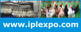 iplexpo.com